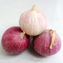 Chinese new crop solo garlic